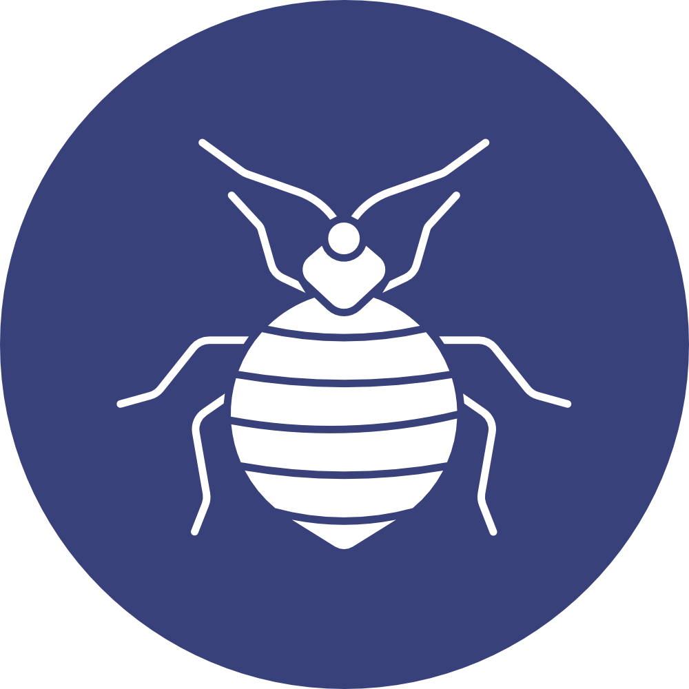 Bed Bugs