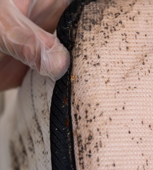 skitterblink Bed Bug Control