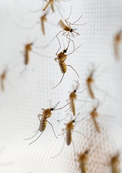 Alberton Pest Control