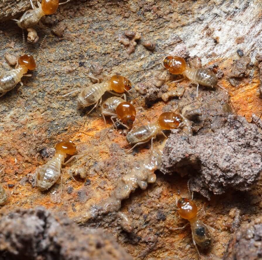 skitterblink Alberton termite treatment