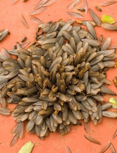 skitterblink Pest Control Benoni