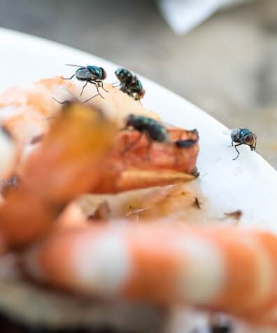 Pest Control Doringkloof