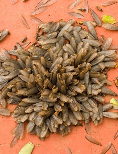 Pest Control Doringkloof