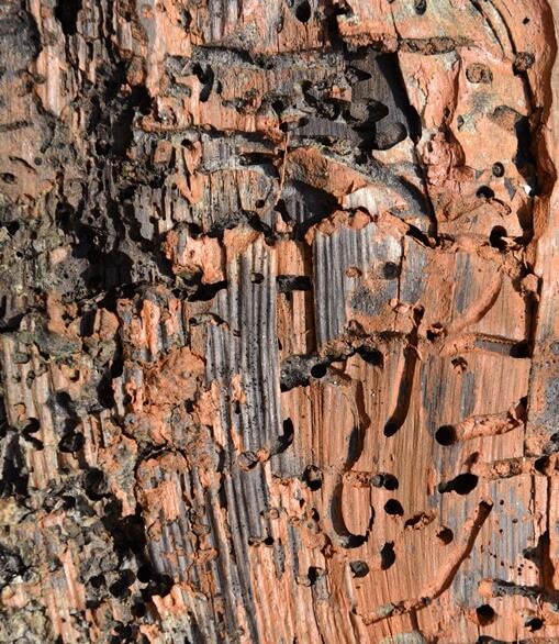 Soil Poisoning guarantee t skitterblink cleaning services