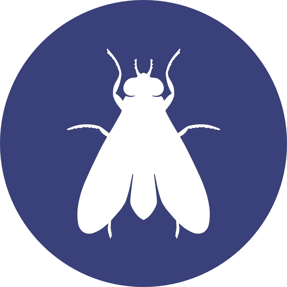 domestic cleaning service