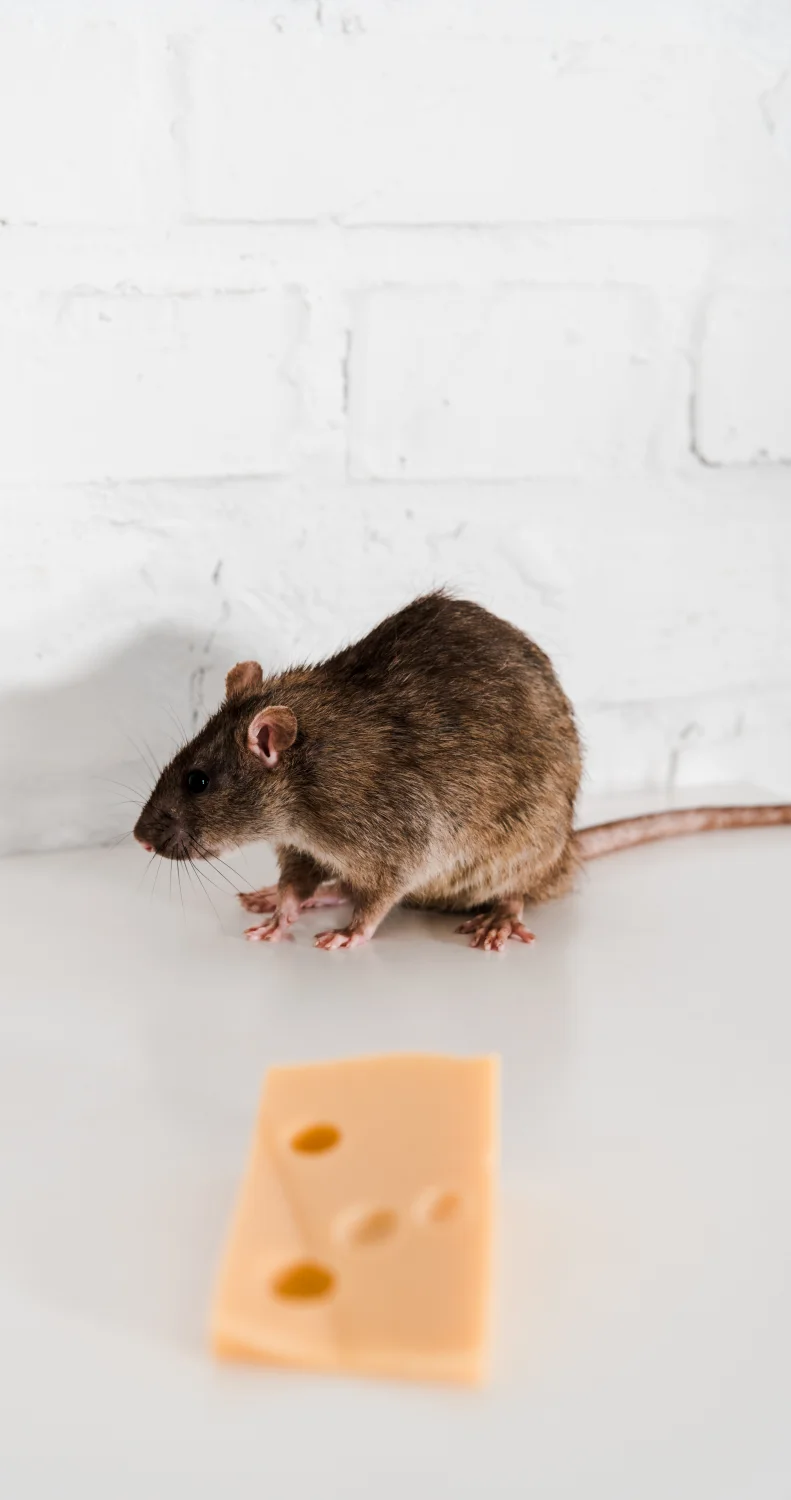 six rat facts wierdapark