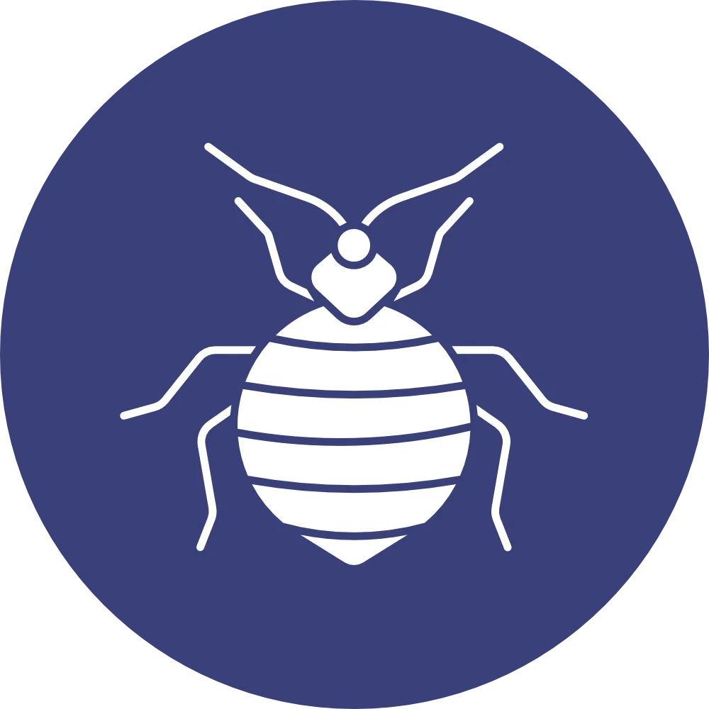 Bed Bugs