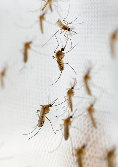 professional pest control
