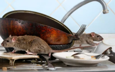 Rodent Control in Montana