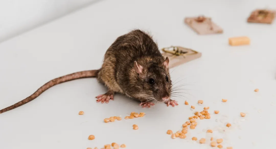 6 Surprising Rat Facts Every  Homeowner in Moreleta Park Should Know