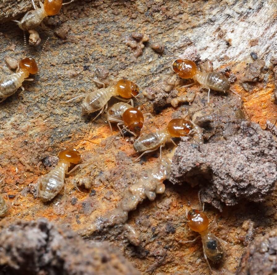 skitterblink cleaning services