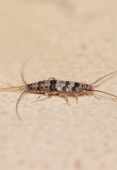 Alberton Pest Control