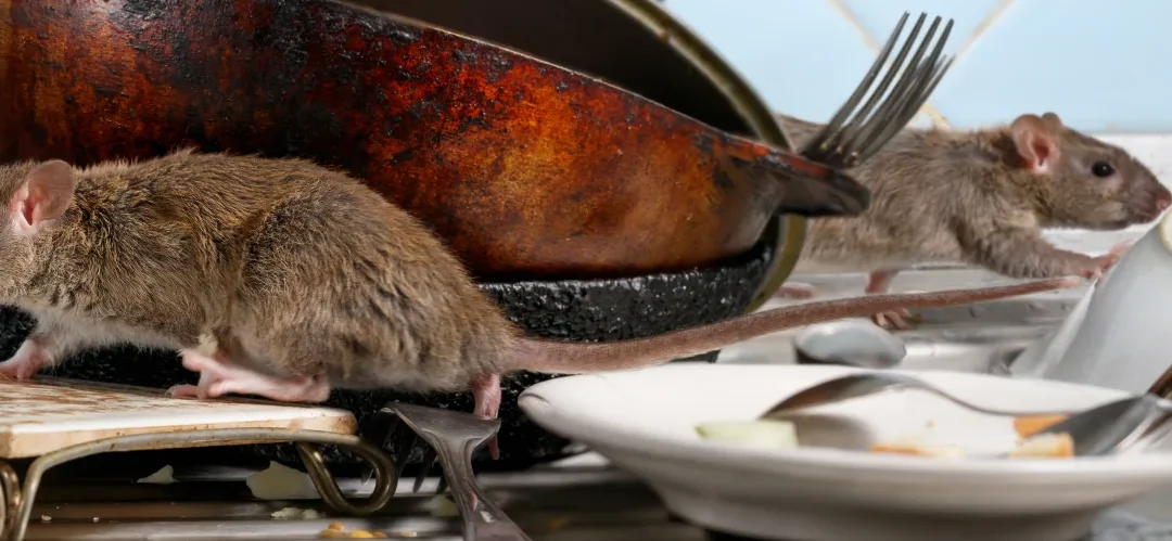 Rodent Control in Waterkloof