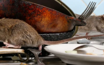 Rodent Control in Waterkloof