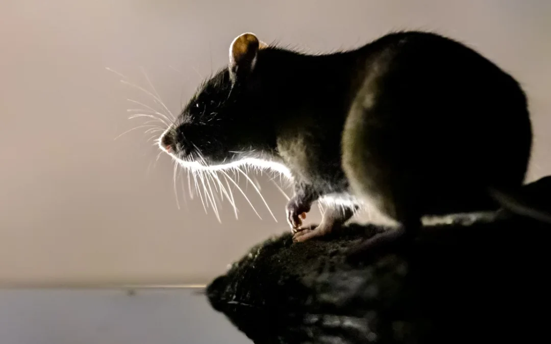Wierdapark Rodent Control – Inspection & Treatment