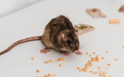 6 Surprising Rat Facts Every  Homeowner in Wierdapark Should Know