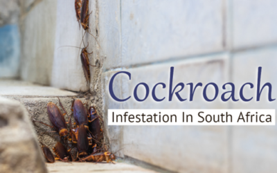 Widespread Cockroach Infestation In South Africa Prompts Warning