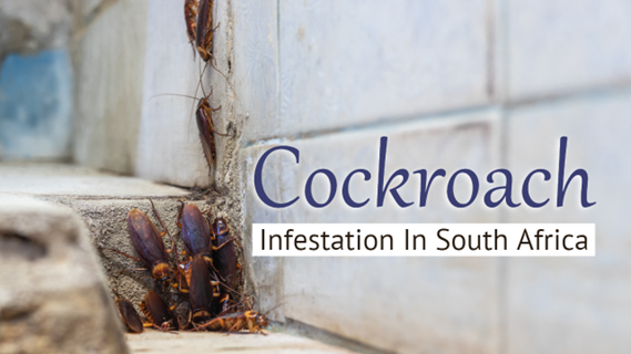 Cockroach Infestation In South Africa