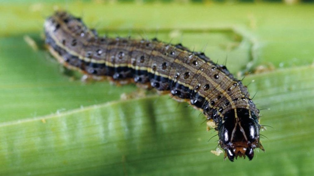 Understanding the African Armyworm Outbreak in South Africa